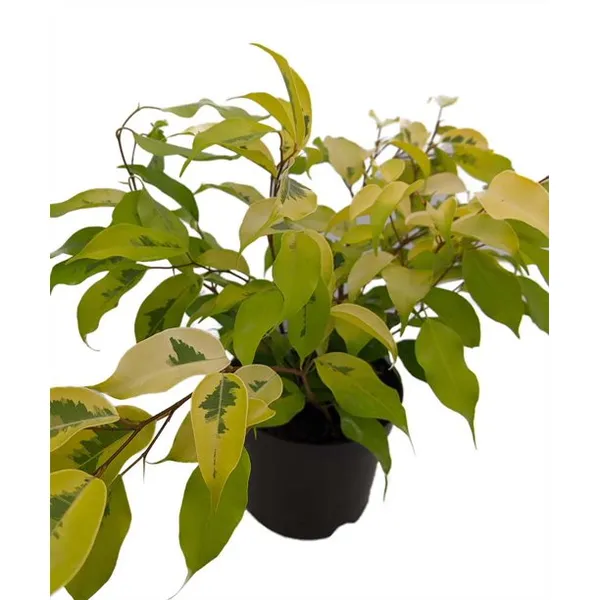 Benjamina_Golden_Ficus_Sapling_Plant_Default_Title