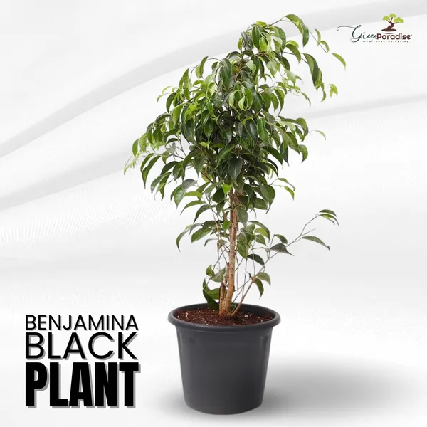 Green_Paradise_Benjamina_Black_Ficus_Sapling_Plant_Default_Title