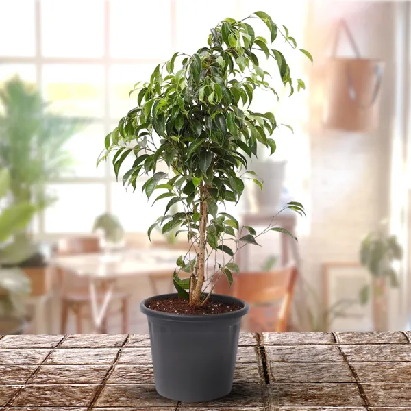 Green_Paradise_Benjamina_Black_Ficus_Sapling_Plant_Default_Title