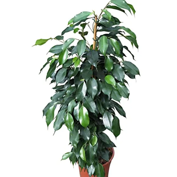 Green_Paradise_Benjamina_Black_Ficus_Sapling_Plant_Default_Title