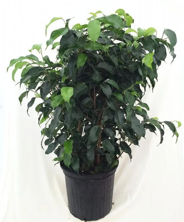 Green_Paradise_Benjamina_Black_Ficus_Sapling_Plant_Default_Title