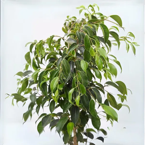Green_Paradise_Benjamina_Black_Ficus_Sapling_Plant_Default_Title