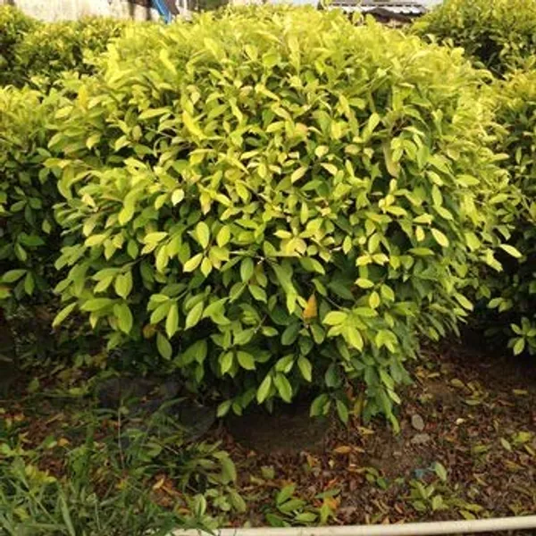 Panda_Ficus_Sapling_Plant_Default_Title