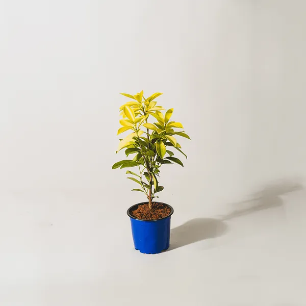 Panda_Ficus_Sapling_Plant_Default_Title