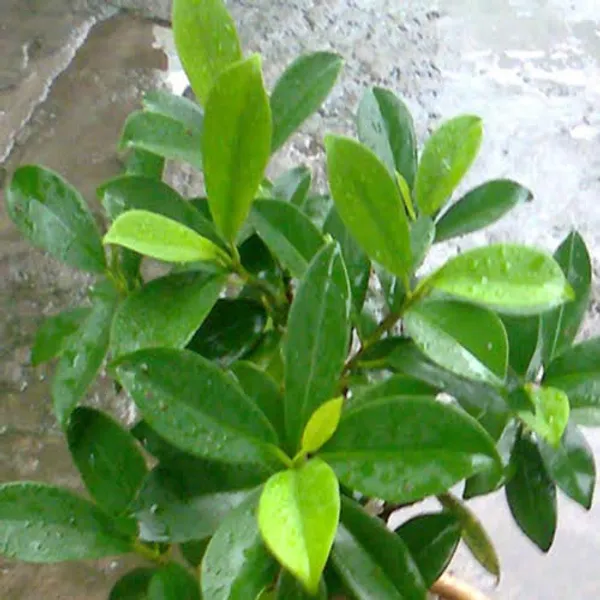 Panda_Ficus_Sapling_Plant_Default_Title