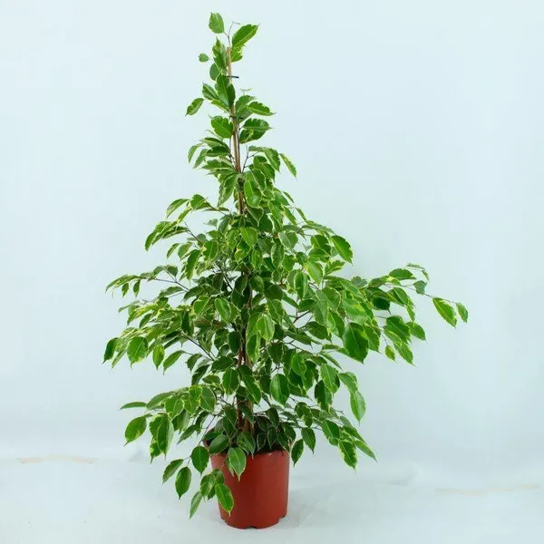 Benjamina_Ficus_Golden_Ficus_Sapling_Plant_Default_Title