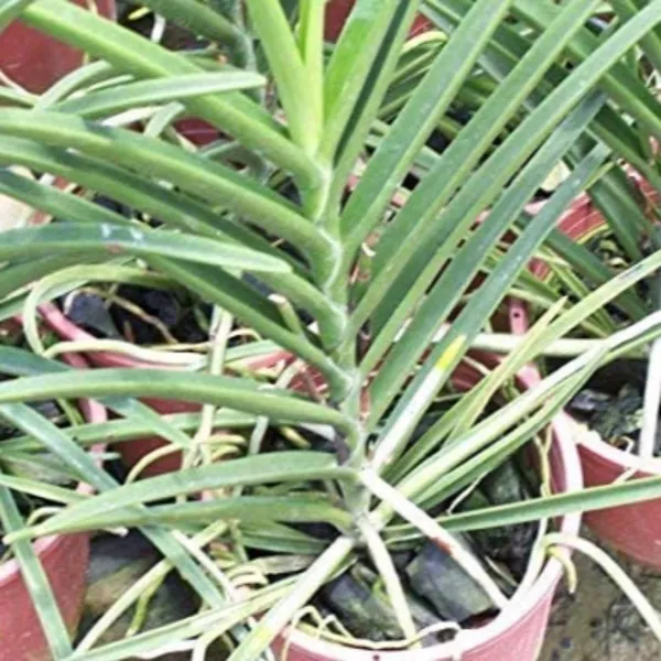 Mokara_Orchid_Live_Plant_Without_Pot_Default_Title