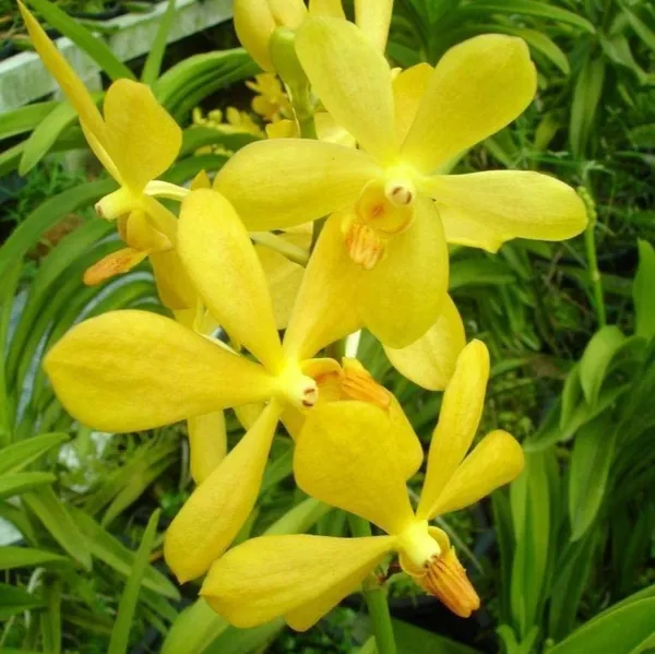 Mokara_Orchid_Live_Plant_Without_Pot_Default_Title