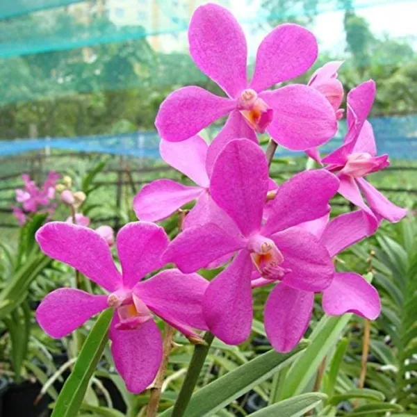 Mokara_Orchid_Live_Plant_Without_Pot_Default_Title