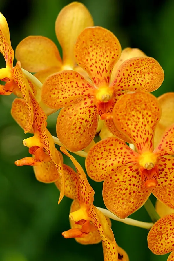 Multi_Shade_Orange_Mokara_Orchid_Default_Title