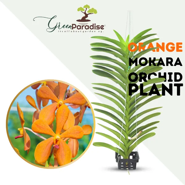 Multi_Shade_Orange_Mokara_Orchid_Default_Title
