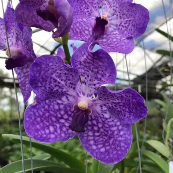 Jairak_Blue_Mokara_Orchid_Default_Title