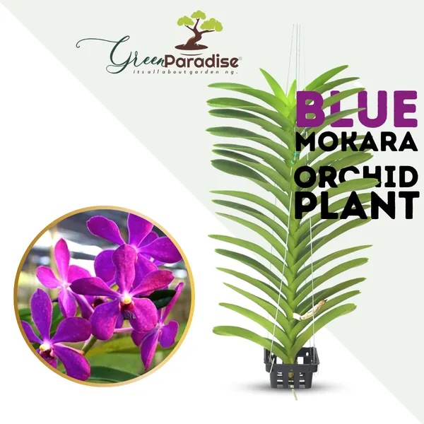 Jairak_Blue_Mokara_Orchid_Default_Title