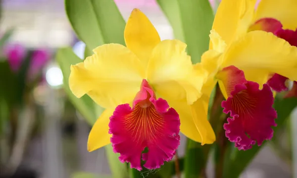 Cattleya_Orchid_Yellow_Hybride_Default_Title