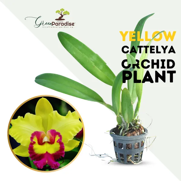 Cattleya_Orchid_Yellow_Hybride_Default_Title