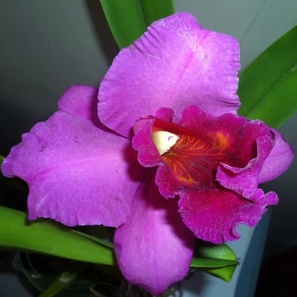 Cattleya_Orchid_Pink_Violet_Hybride_Default_Title