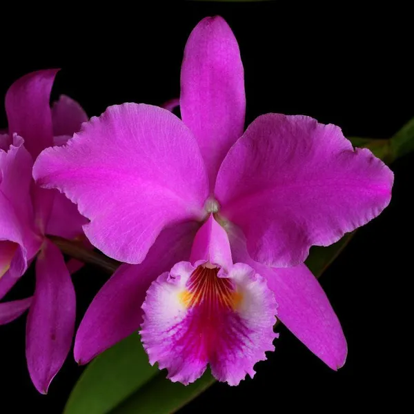 Cattleya_Orchid_Pink_Violet_Hybride_Default_Title