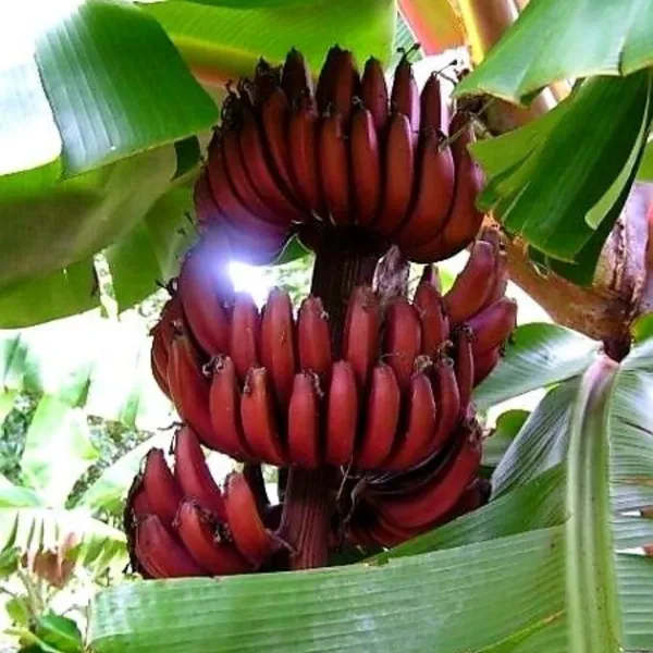 Red_Banana_Plant_Default_Title