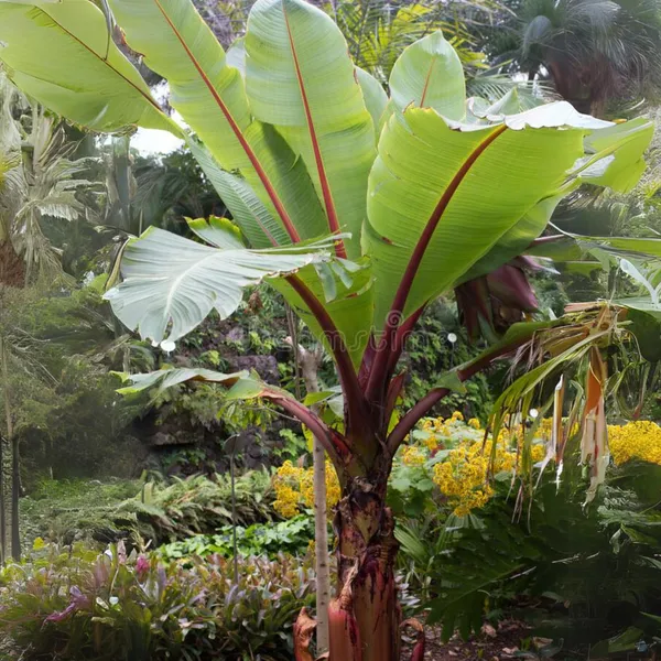 Red_Banana_Plant_Default_Title