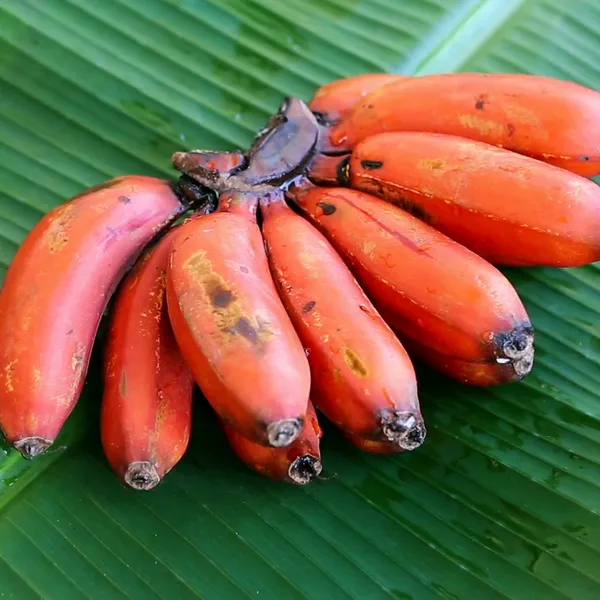 Red_Banana_Plant_Default_Title