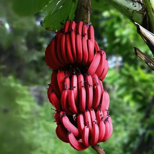 Red_Banana_Plant_Default_Title