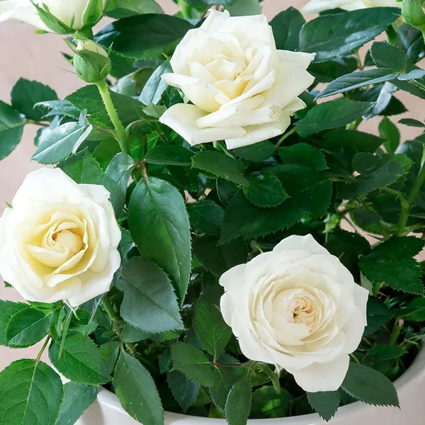 English_Rose_Plant_White_Default_Title