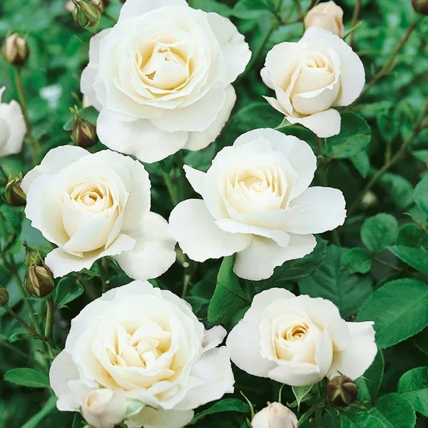 English_Rose_Plant_White_Default_Title