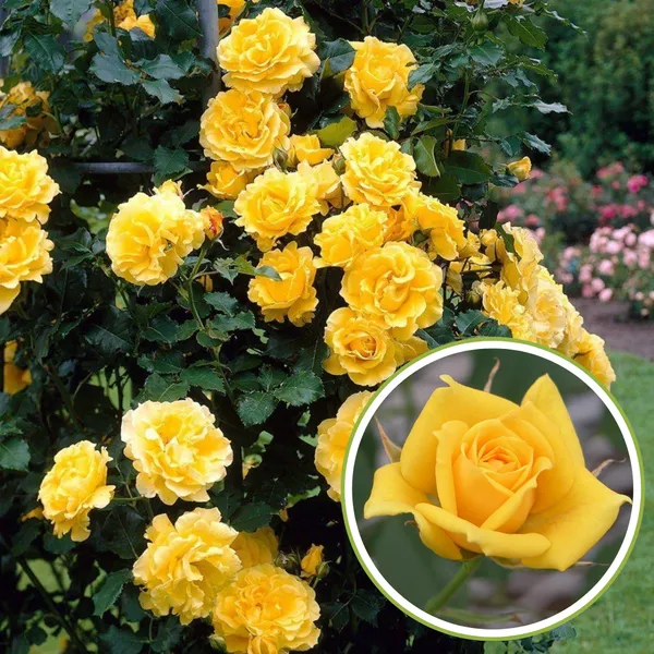 English_Rose_Plant_Yellow_Default_Title