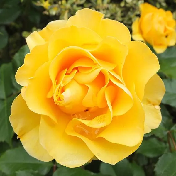 English_Rose_Plant_Yellow_Default_Title