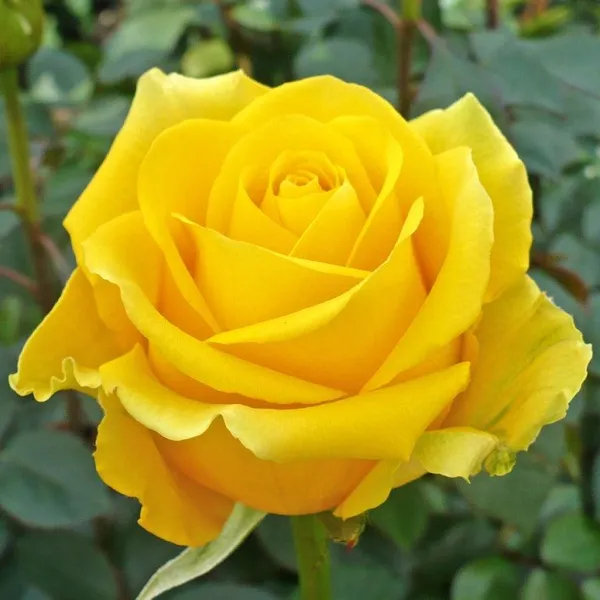 English_Rose_Plant_Yellow_Default_Title