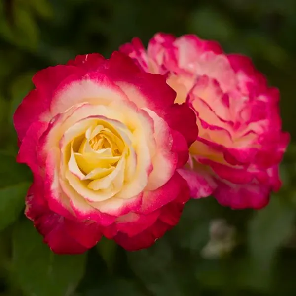Double_Delite_Rose_Plant_Default_Title