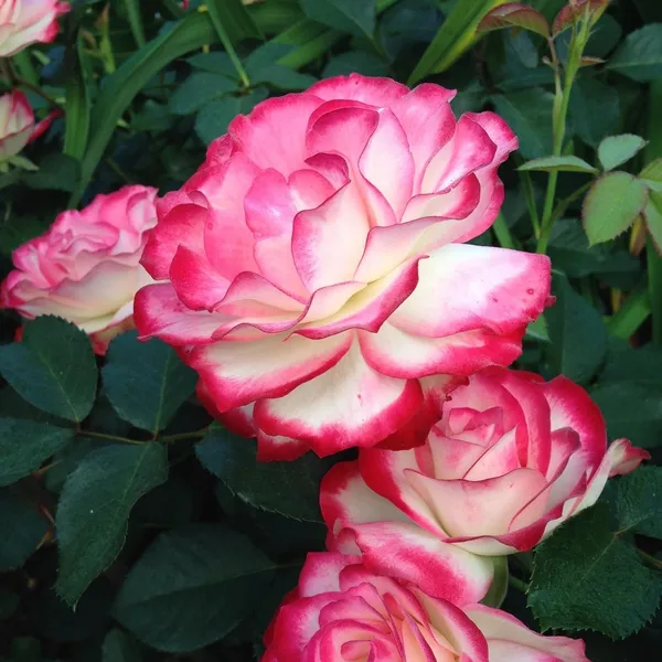 Double_Delite_Rose_Plant_Default_Title