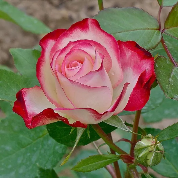 Double_Delite_Rose_Plant_Default_Title