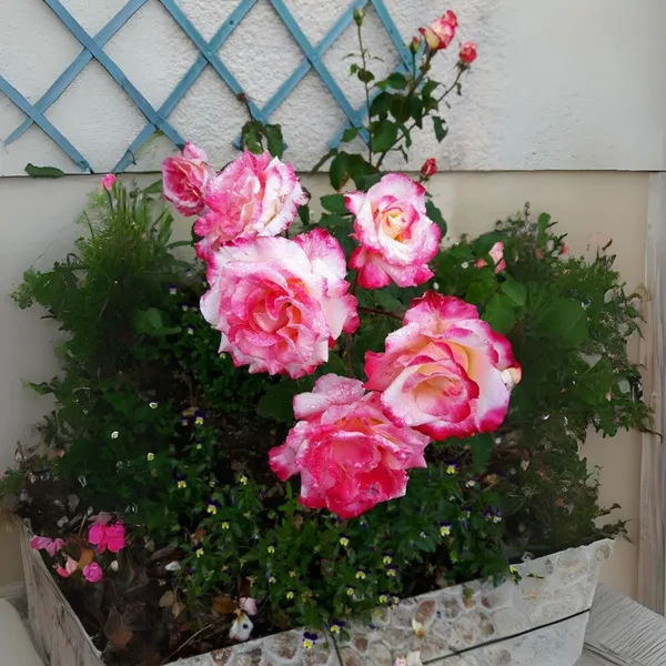 Double_Delite_Rose_Plant_Default_Title