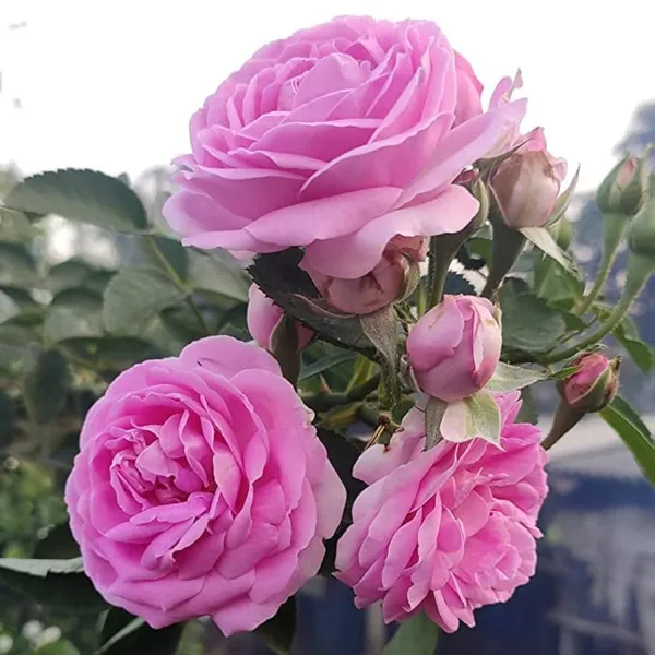 Green_Paradise_Desi_Pink_Fragrant_Rose_Plant_Gulkand_Rose_Plant_Default_Title