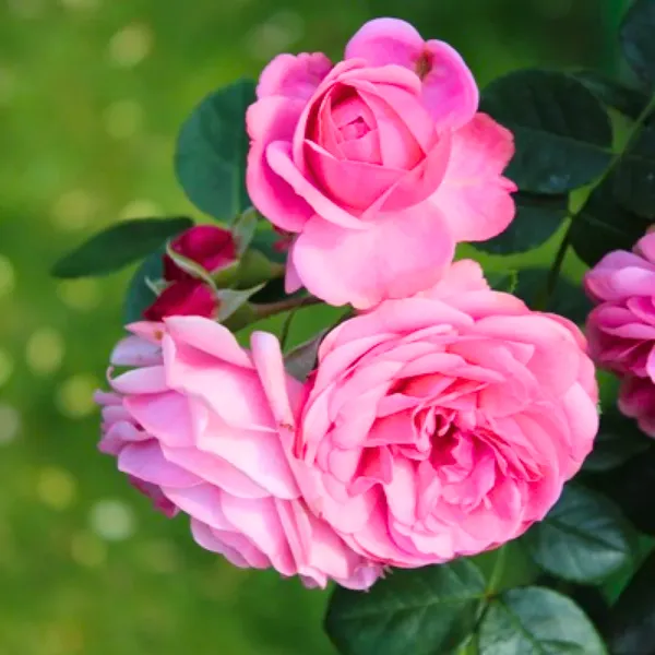 Green_Paradise_Desi_Pink_Fragrant_Rose_Plant_Gulkand_Rose_Plant_Default_Title