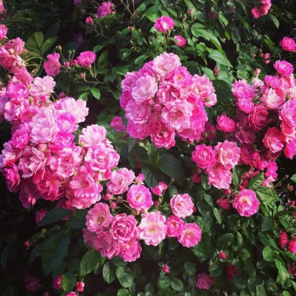 Mini_Pink_Bunch_Roses_Plant_Default_Title