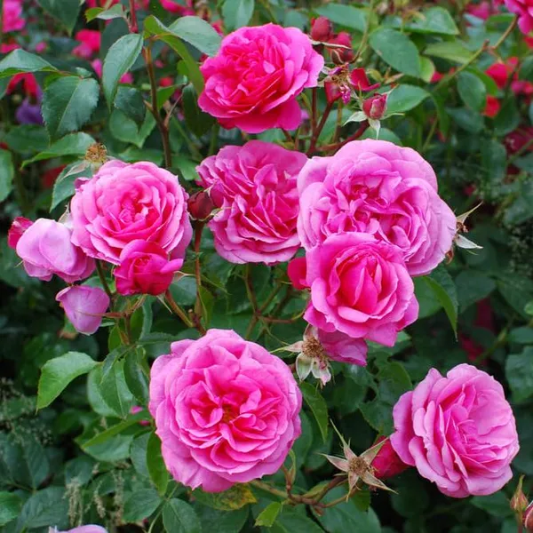 Mini_Pink_Bunch_Roses_Plant_Default_Title