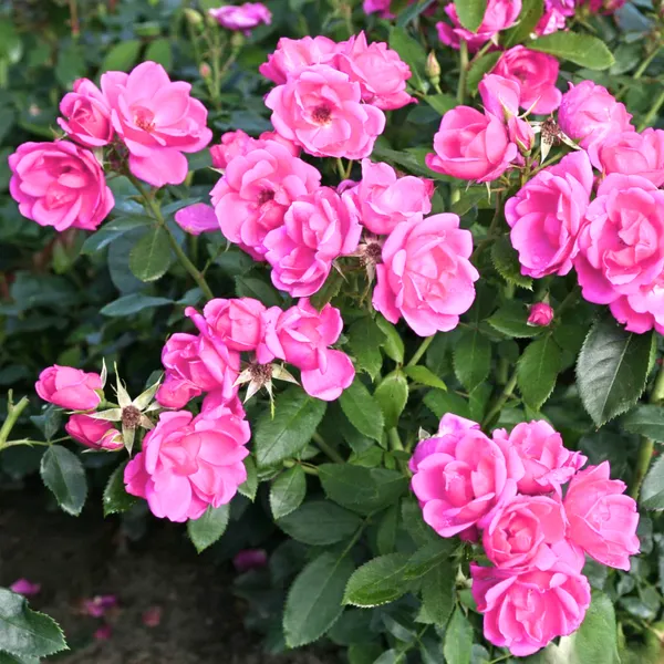 Mini_Pink_Bunch_Roses_Plant_Default_Title