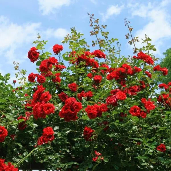 Green_Paradise_Mini_Red_Bunch_Rose_Plant_Default_Title