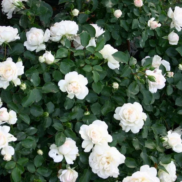 Mini_White_Bunch_Rose_Plant_Default_Title