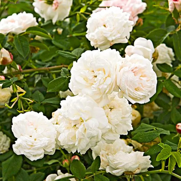 Mini_White_Bunch_Rose_Plant_Default_Title