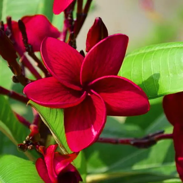 Green_Paradise_Red_Plumeria_Live_Red_Frangipani_Live_Red_Champa_Plant_Default_Title