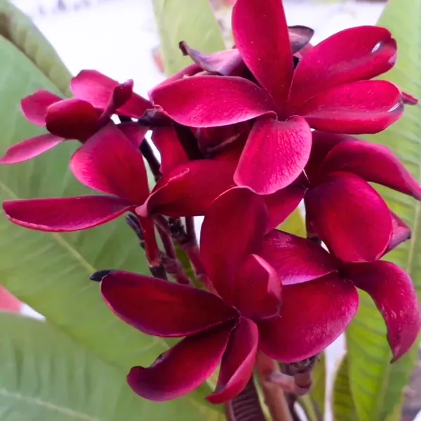 Green_Paradise_Red_Plumeria_Live_Red_Frangipani_Live_Red_Champa_Plant_Default_Title