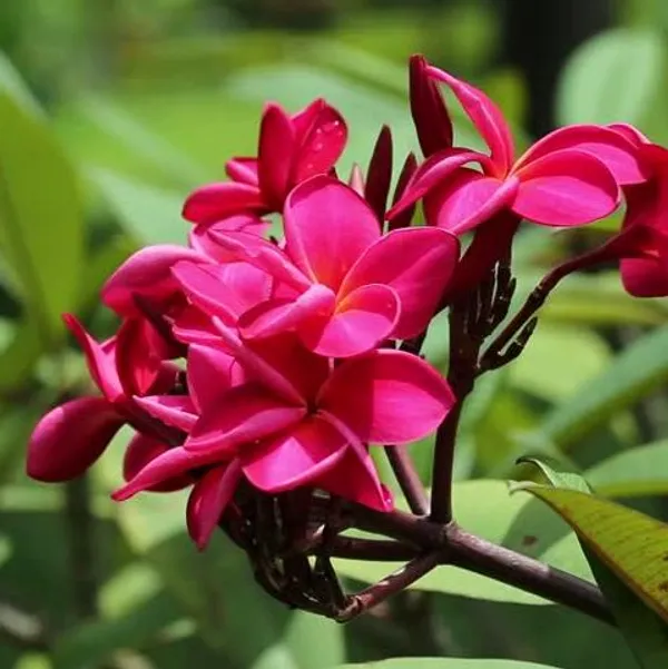 Green_Paradise_Red_Plumeria_Live_Red_Frangipani_Live_Red_Champa_Plant_Default_Title