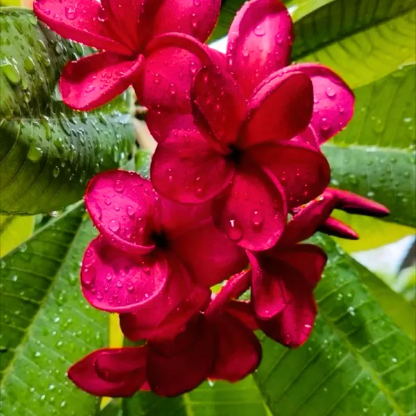 Green_Paradise_Red_Plumeria_Live_Red_Frangipani_Live_Red_Champa_Plant_Default_Title