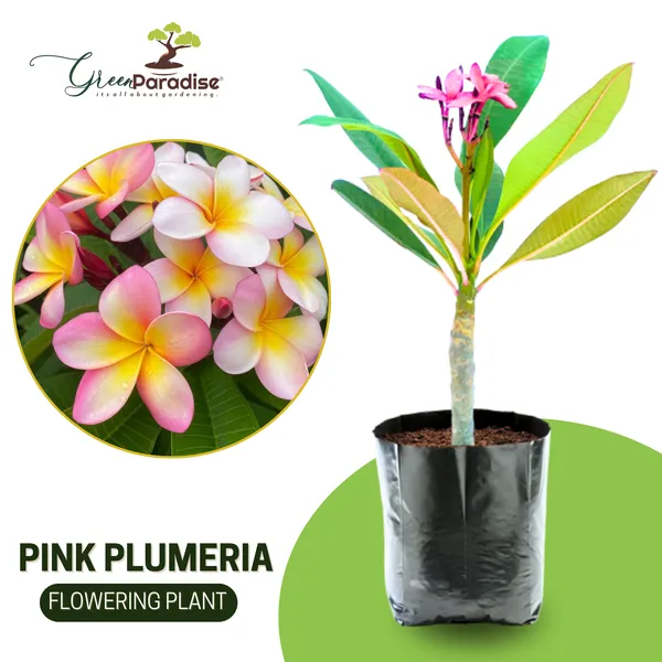 Pink_Plumeria_Champa_Live_Plant_Default_Title