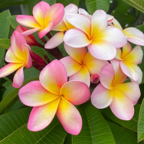 Pink_Plumeria_Champa_Live_Plant_Default_Title