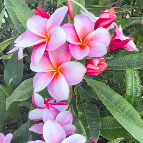 Pink_Plumeria_Champa_Live_Plant_Default_Title