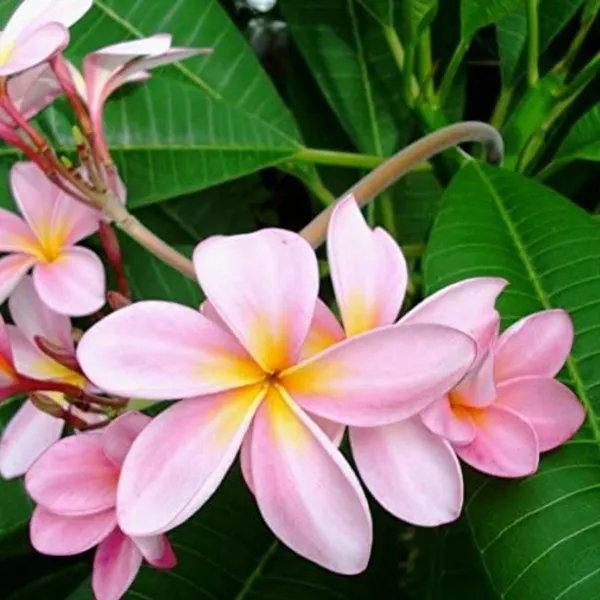 Pink_Plumeria_Champa_Live_Plant_Default_Title